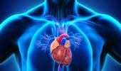 Vidéo - Le coeur et les vaisseaux sanguins