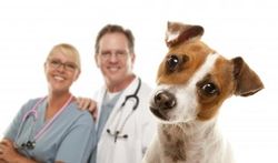 Cancer de la prostate : le flair exceptionnel du chien