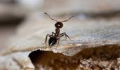 Comment tenir les fourmis à distance ?