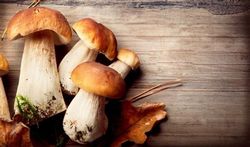 Santé du cerveau : les bienfaits des champignons