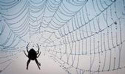 Comment l'araignée tisse sa toile (vidéo)