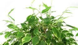 123-plant-ficus-5-31.jpg