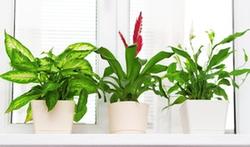 Les solutions naturelles pour l'entretien de vos plantes d'intérieur