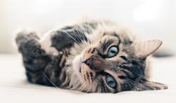 Chiens et chats : les 9 bienfaits pour votre santé et votre bien-être