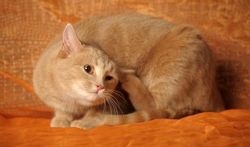 123-poes-kat-krabben-vlooien-170_09.jpg