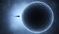 Vidéo - La découverte du rôle des spermatozoïdes