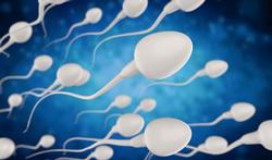 C’est quoi ces spermatozoïdes qui tournent en rond ?