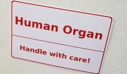 123-txt-human-organ-orgaandon-170-08.jpg