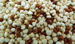 Le quinoa :  très tendance et très sain 