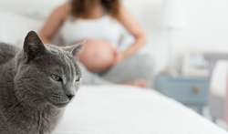 Grossesse : attention à la toxoplasmose