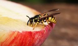 Tips voor wie geen fan is van wespen en bijen