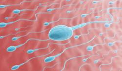 Fausse couche : la faute aussi aux spermatozoïdes