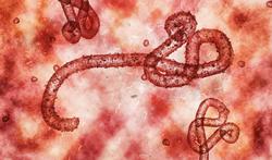 Wat zijn de symptomen van ebola en hoe gevaarlijk is het?