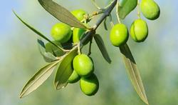 Les olives sont-elles bonnes pour la santé ?