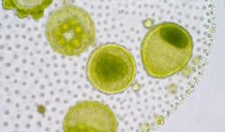Oméga-3 : les micro-algues, bonnes pour la santé et pour l’environnement