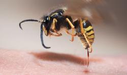 Bij, wesp, hoornaar of hommel: wat doen bij een steek?