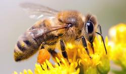 Le venin d'abeille contre les cellules cancéreuses
