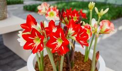 Amaryllis : la plante des fêtes de fin d'année