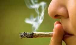 Cannabis : alcool,  tabac et drogues dures menacent