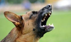 Morsure de chien : si vous êtes nerveux, soyez très prudent