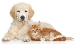 Poids et allergies : l’effet chien et chat