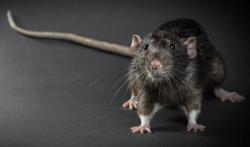 Rat domestique : une morsure peut être catastrophique
