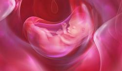 Grossesse : pourquoi l’embryon doit-il absolument bouger ?