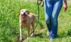 Activité physique : votre chien vous fait-il marcher ?