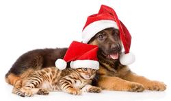 Chien et chat : les risques des fêtes de fin d'année
