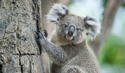 Chlamydia : un vaccin humain grâce au koala ?