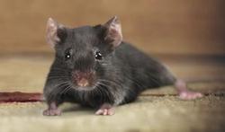 Produits anti-rats et anti-souris : attention à l'empoisonnement