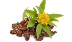 La rhodiola : un remède naturel contre le stress 