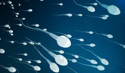Révolution : les spermatozoïdes nagent en tire-bouchon