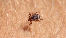 Vidéo - Maladie de Lyme : une infection complexe