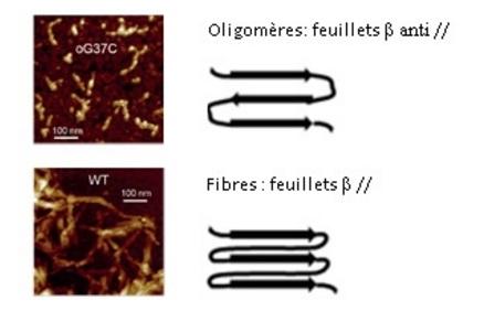 AlzheimerOligomères1.jpg