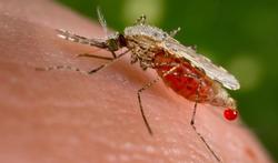 Paludisme : le moustique qui inquiète les spécialistes