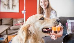 Gaïa, le chien belge qui détecte l’épilepsie