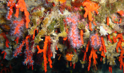 Mer Méditerranée : la menace sur les coraux des profondeurs