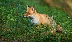 La maladie du renard : maladie parasitaire grave présente en Wallonie