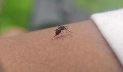 Chikungunya: tropische ziekte in opmars door klimaatverandering