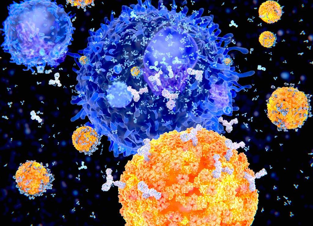 Getty_bcellen_virus_2026.jpg