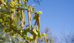 Saison des pollens 2026 : le bouleau arrive plus tôt que prévu