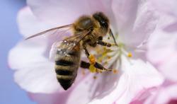 Manger du pollen d’abeille fait-il grossir les seins ?