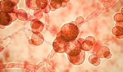 Dodelijke schimmelinfectie Candida auris verspreidt zich alarmerend snel
