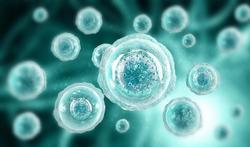 Wordt ons lichaam elke 7 jaar volledig vernieuwd?