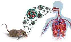 Hantavirus : qu’est-ce que la fièvre hémorragique avec syndrome rénal (FHSR) ?