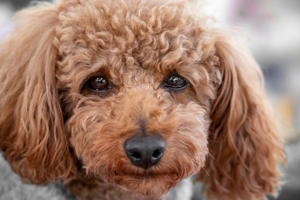 Getty_hond_tranen_2025.jpg