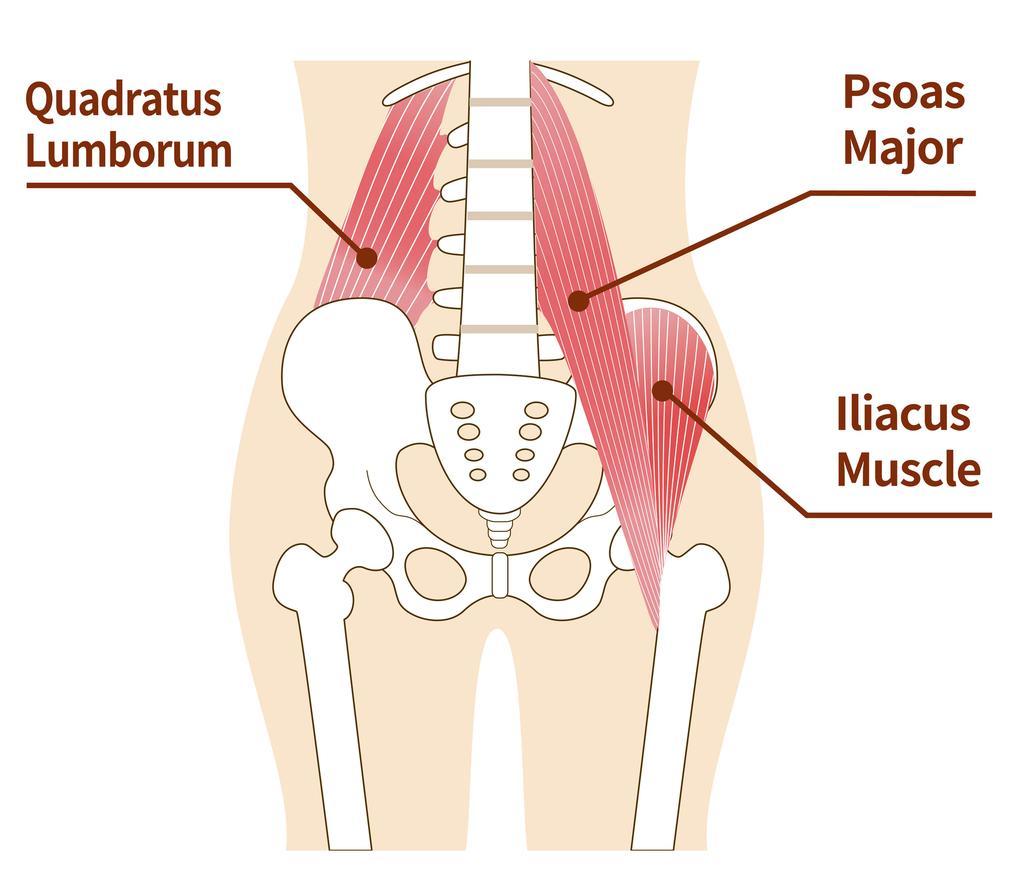 Getty_iliopsoas_2024.jpg