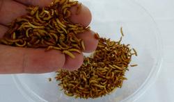 Manger des insectes : bon pour la santé ou dangereux ?