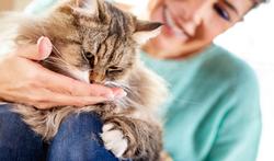 Chats hypoallergéniques : des races de chats sans risque d’allergie ?